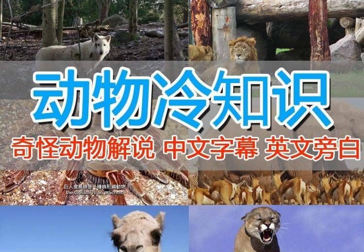 外面卖1699的国外纪录片解说（动物解说、美食、动画片）稳过中视频小鳄启创-网创项目资源站-副业项目-创业项目-搞钱项目小鳄启创